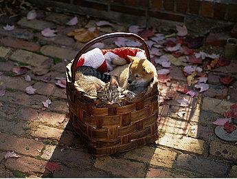 动作解谜游戏《Quatros Noir》Steam页面上线 Q3发售